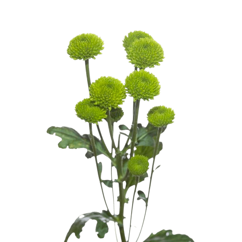 chrysanthemum