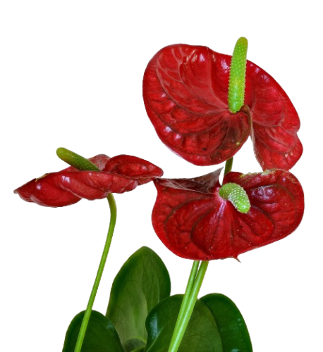 anturio