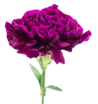 carnation