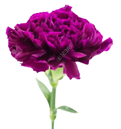 carnation