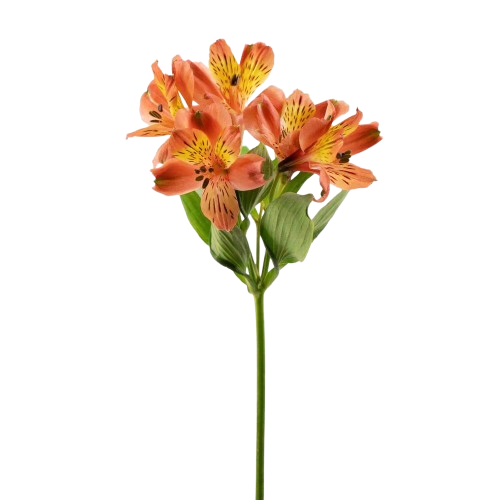 alstroemeria