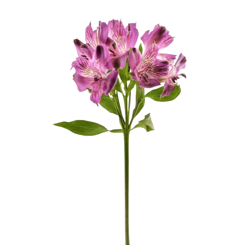 alstroemeria