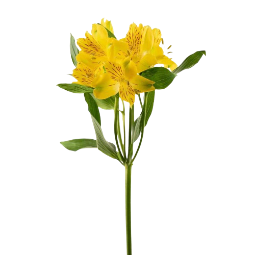 alstroemeria