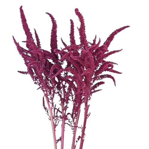 amaranthus