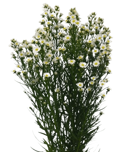 aster