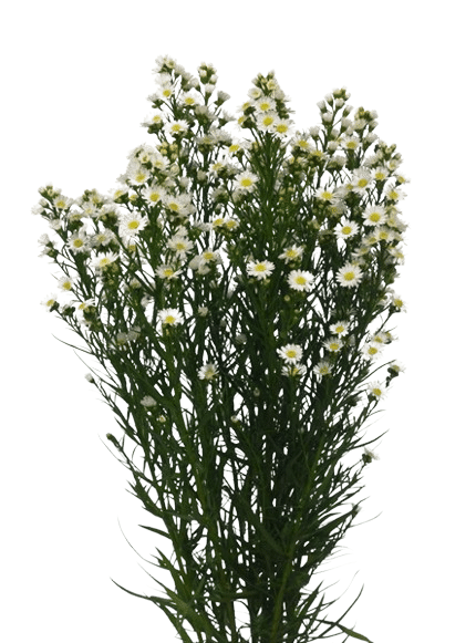 aster