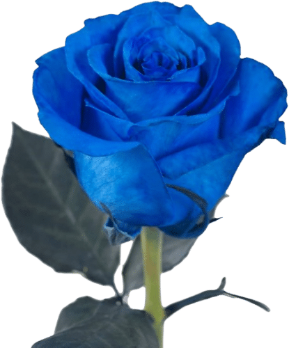 rosa tinturada
