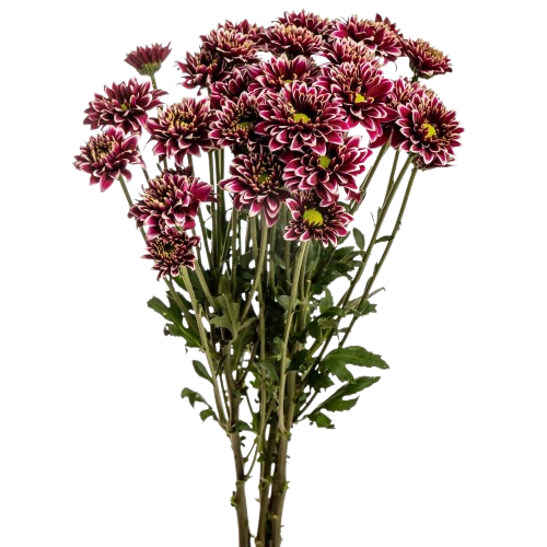 chrysanthemum