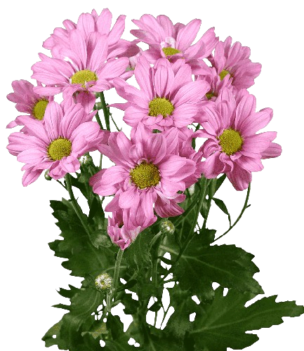chrysanthemum