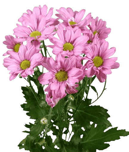 chrysanthemum
