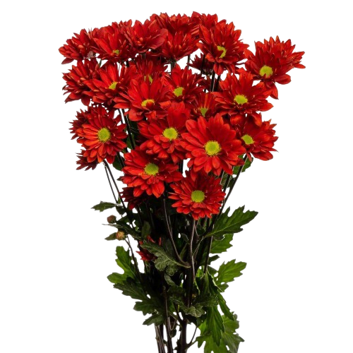 chrysanthemum
