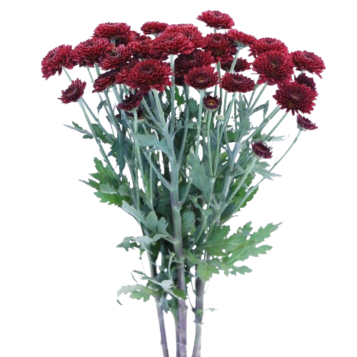 chrysanthemum