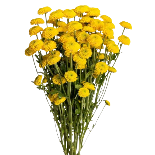 chrysanthemum