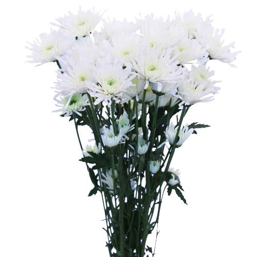 chrysanthemum
