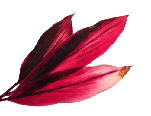 cordyline