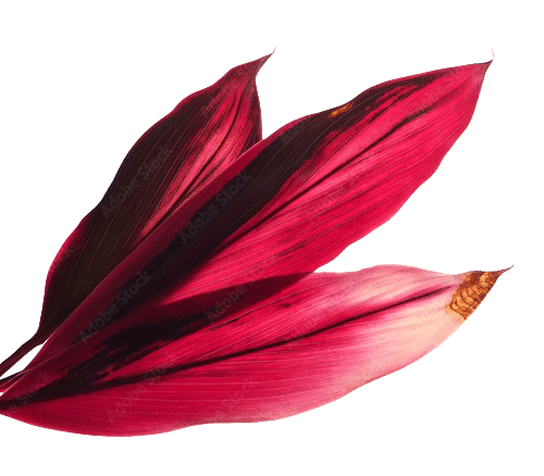 cordyline