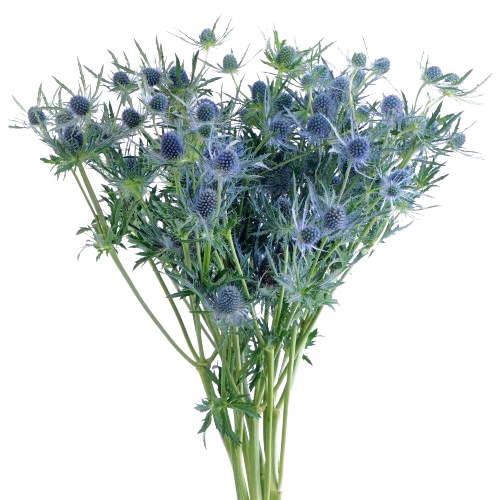 eryngium