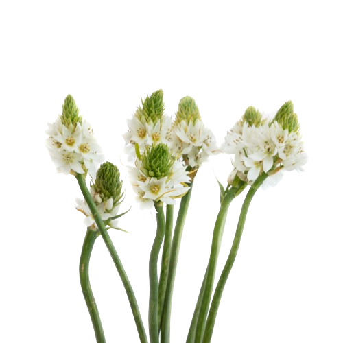 estrella