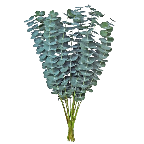 eucalyptus
