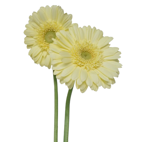 gerbera