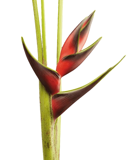 heliconia