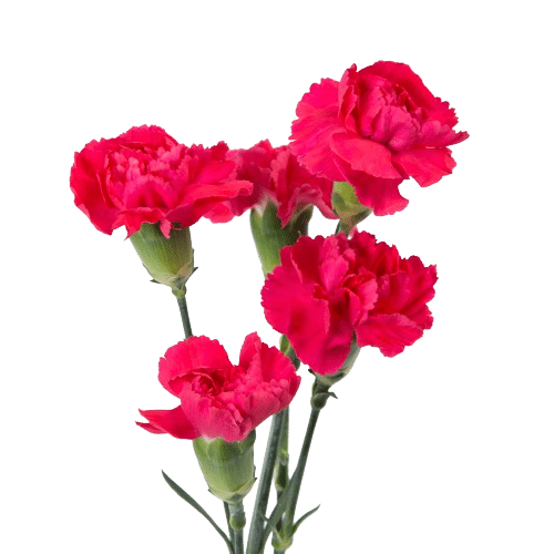 carnation