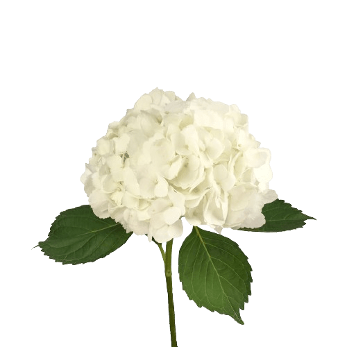 hortensia