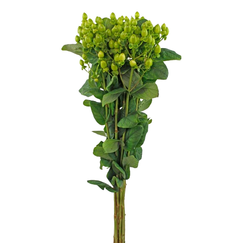hypericum