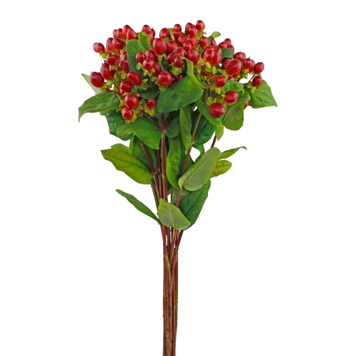 hypericum