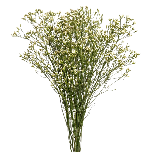 limonium