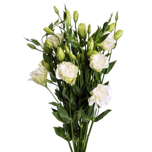 lisianthus