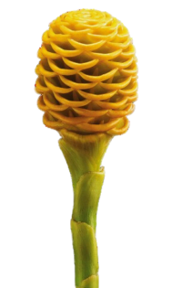 maraca