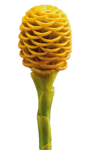maraca