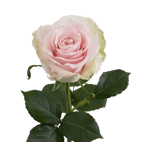 pink-mondial