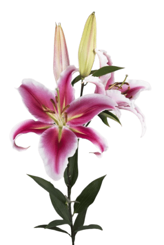 lilies