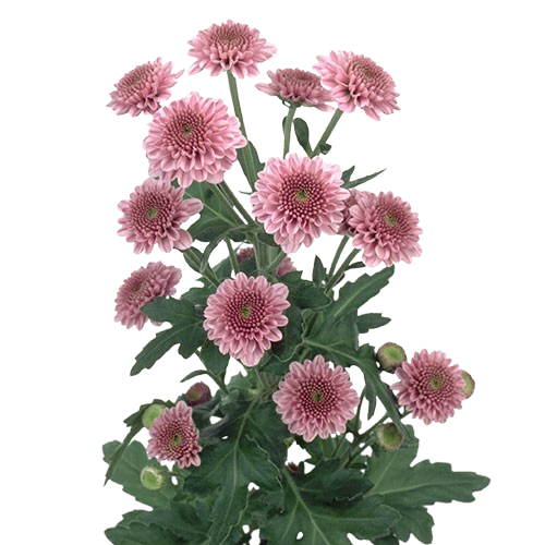 chrysanthemum