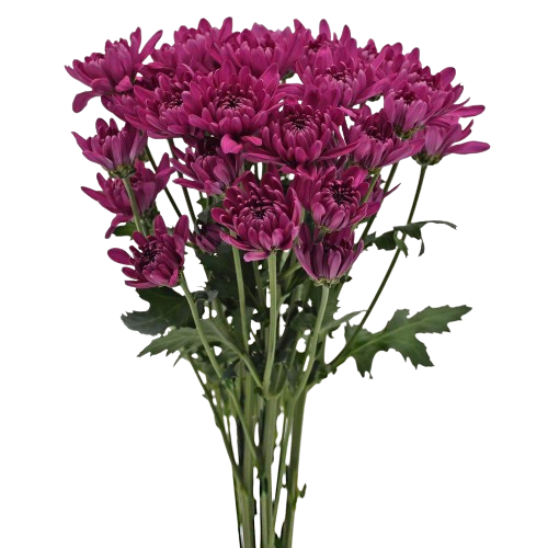 chrysanthemum