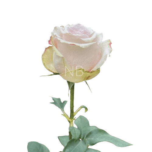 quicksand-roses