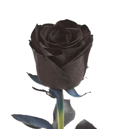 rosa tinturada