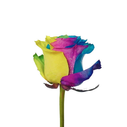 rosa tinturada