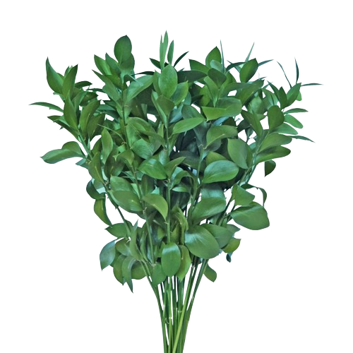 ruscus