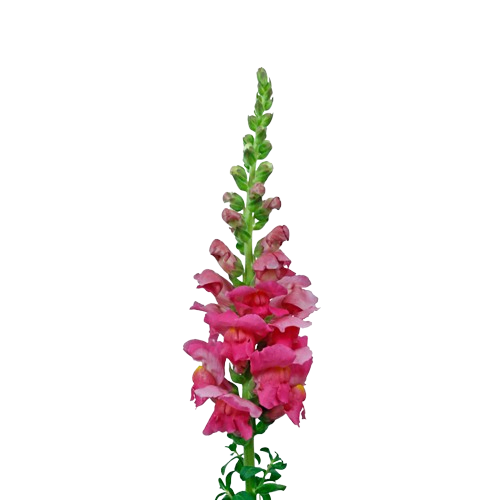 Snap Dragon