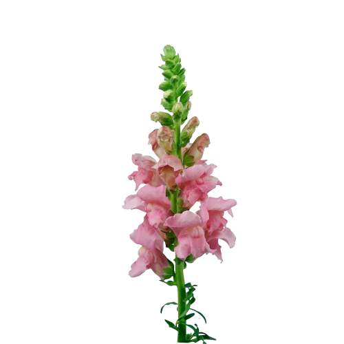 Snap Dragon