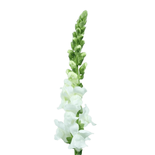 Snap Dragon