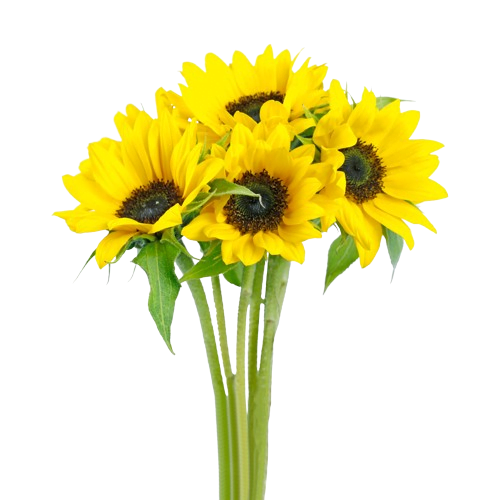 girasoles