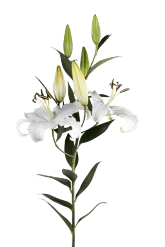 lilies