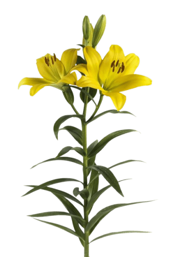 lilies