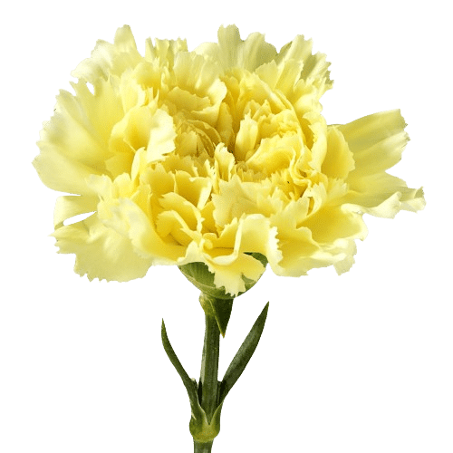 carnation