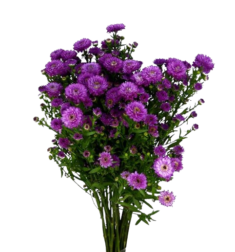 aster_morado